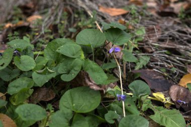 Ormanda mavi çiçekler