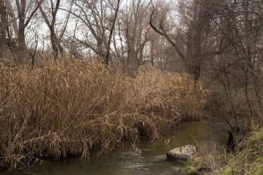 Sonbaharda nehir manzarası