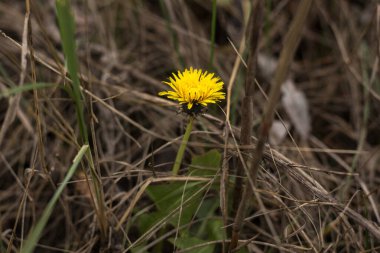 Bahçedeki güzel çiçekler