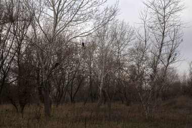 Kışın ormanda bir ağaç tarlası.