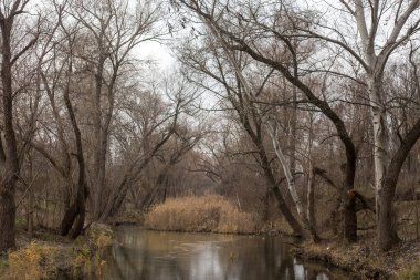 Parkta güzel bir ağaç görüntüsü.