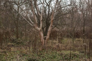 Ormandaki yaşlı ağaç