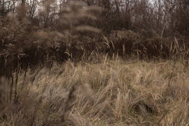 Ormanlı kuru bir çimenin güzel bir görüntüsü.