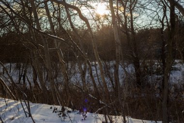 Güzel kış manzarası. Karla kaplı bir ağaç.