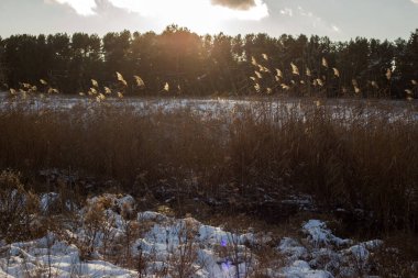 Kış ormanında karla kaplı ağaçlar. Köyde kış manzarası.