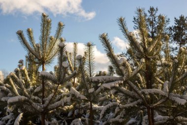 Kış ormanlarında karla kaplı çam dalları. yüksek kaliteli fotoğraf