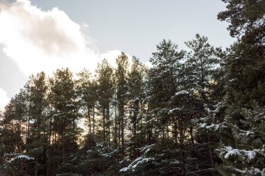 Karlı kış manzarası - önplanda tepeli dağlar ve ağaçlar