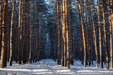 Çam ağaçları orman kış günü