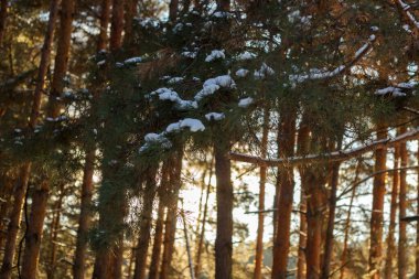 Karda kış ormanı. Ormandaki çam ağaçları. Noel ve yeni yıl. Kış manzarası.