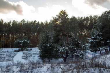 Kış manzarası. Ormanda karla kaplı çam ağaçları. Güzel kış manzarası.