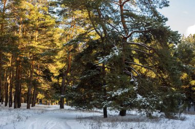 Karla kaplı ağaçlarla kaplı kış ormanı