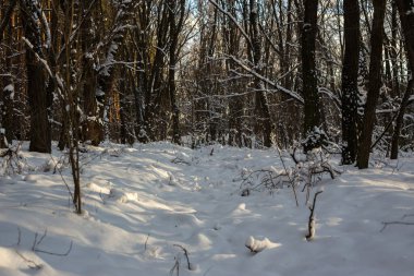 Güzel bir kış günü