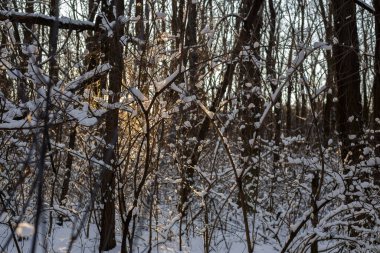 güneşli bir gün ormanda kış.