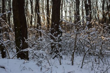 Bir ormandaki ağaçlar kar kaplı
