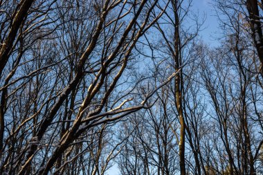 Ormanın güzel manzarası