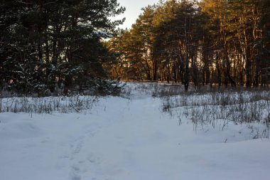 Çam ağaçları ve parkın zemininde karla kaplı kış manzarası.