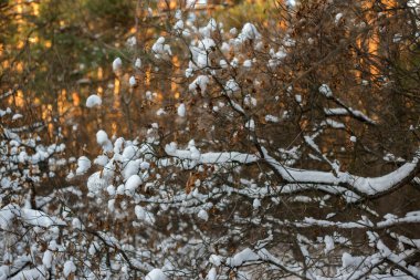 Parkta karlı ağaçları ile kış manzarası.
