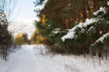 Kış ormanı kar ve çam ağaçları.