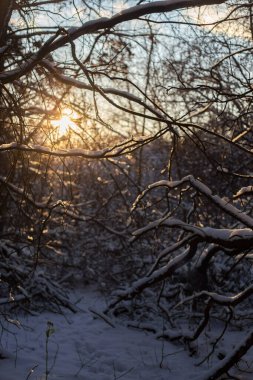 Güzel kış ormanı manzarası.