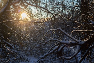 Güneşli bir kış akşamında, ormanın içinde karlı bir ağaçla güzel bir kış manzarası.