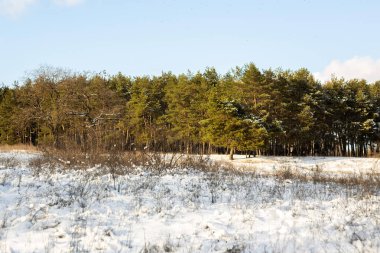 Rusya 'daki kış ormanlarında karla kaplı ağaçlar