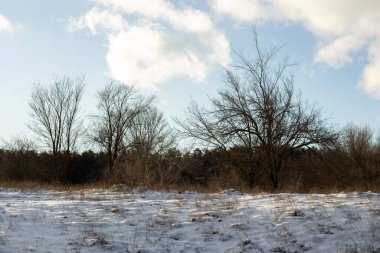 Kışın karla kaplı ağaçlarla kaplı güzel bir manzara.
