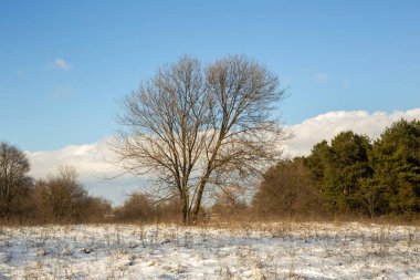 Güneşli bir günde ağaçlar ve karla kaplı kış manzarası