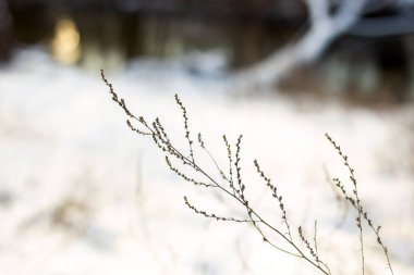 Karla kaplı ağaç dalları kapanır. kış arkaplanı.