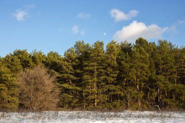 Kışın beyaz karlı çam ağacı ormanı