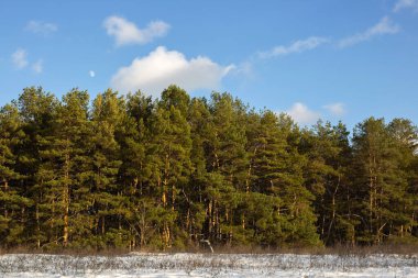 Çam Ormanı güneşli bir günde, Rusya
