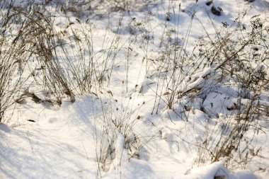 Ormanda karla kaplı çimenler