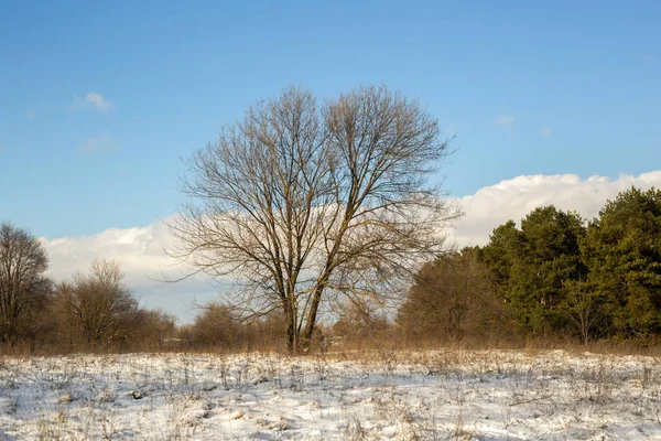 Güneşli bir günde ağaçlar ve karla kaplı kış manzarası
