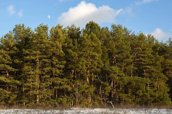 Orman kışın tepede Mavi gökyüzüyle