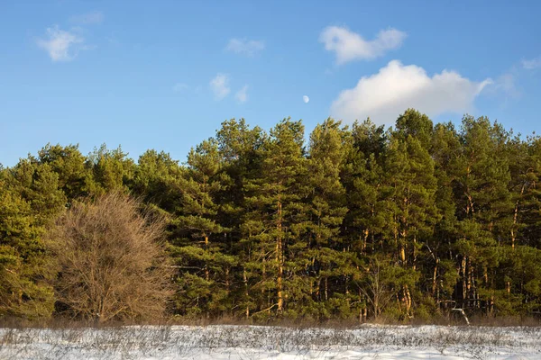 Kışın beyaz karlı çam ağacı ormanı