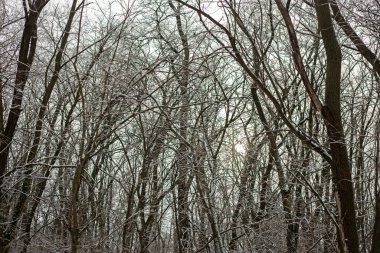 Ağaçlar ve karlı kış ormanı