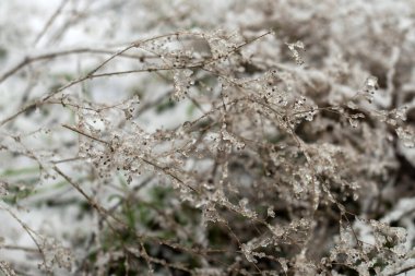 Buzla kaplı bitkiler, kış