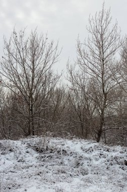 Ormanın kış manzarası