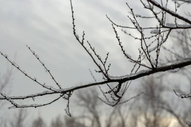 Güzel botanik fotoğrafı, doğal duvar kağıdı.