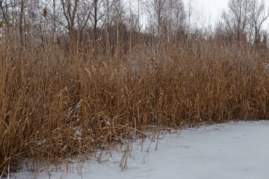 Kışın tarlada kuru otlar.