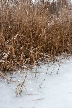 Göl üzerinde kış karı.