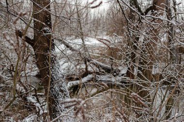Karla kaplı bir ormanın yakın çekimi.
