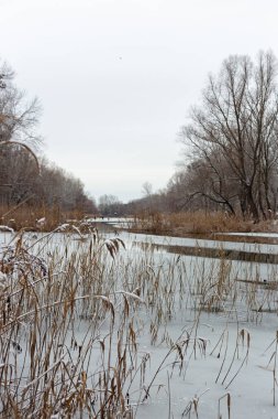 Kış Ormanı Yürüyüşü Karla kaplı