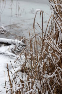Karla kaplı ağaçlarla kaplı kış manzarası