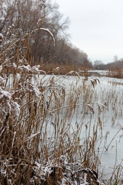 Kar ve ağaçlarla kaplı kış manzarası