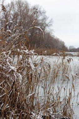 Kış ormanında donmuş bitkiler