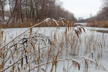 Kış Ormanı Yürüyüşü Karla kaplı