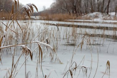 Karla kaplı ağaçlarla kaplı güzel kış manzarası