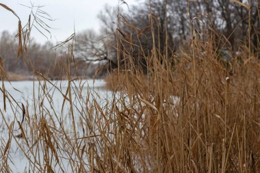 Ağacı ve gölü olan güzel bir manzara.