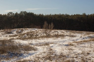 Kar, ağaçlar ve çalılarla kaplı bir kış manzarası.