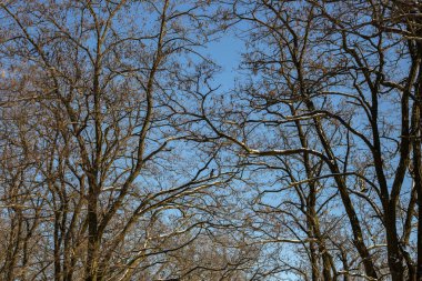 Ağaç dalları gökyüzüne karşı